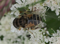 Eristalis-nemorum